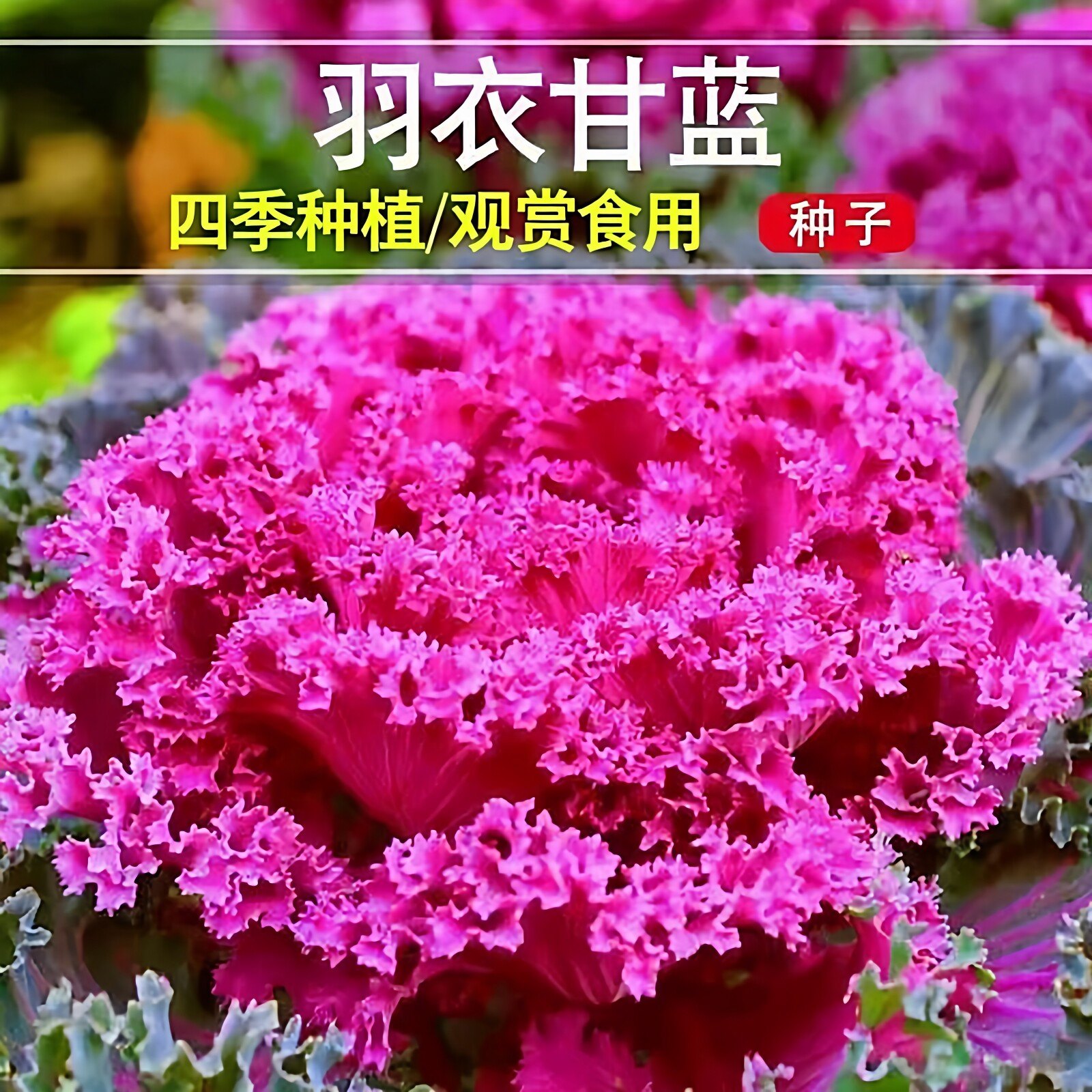 红紫色羽衣甘蓝种子四季阳台耐寒食用橄榄菜易种盆栽高钙蔬菜种子
