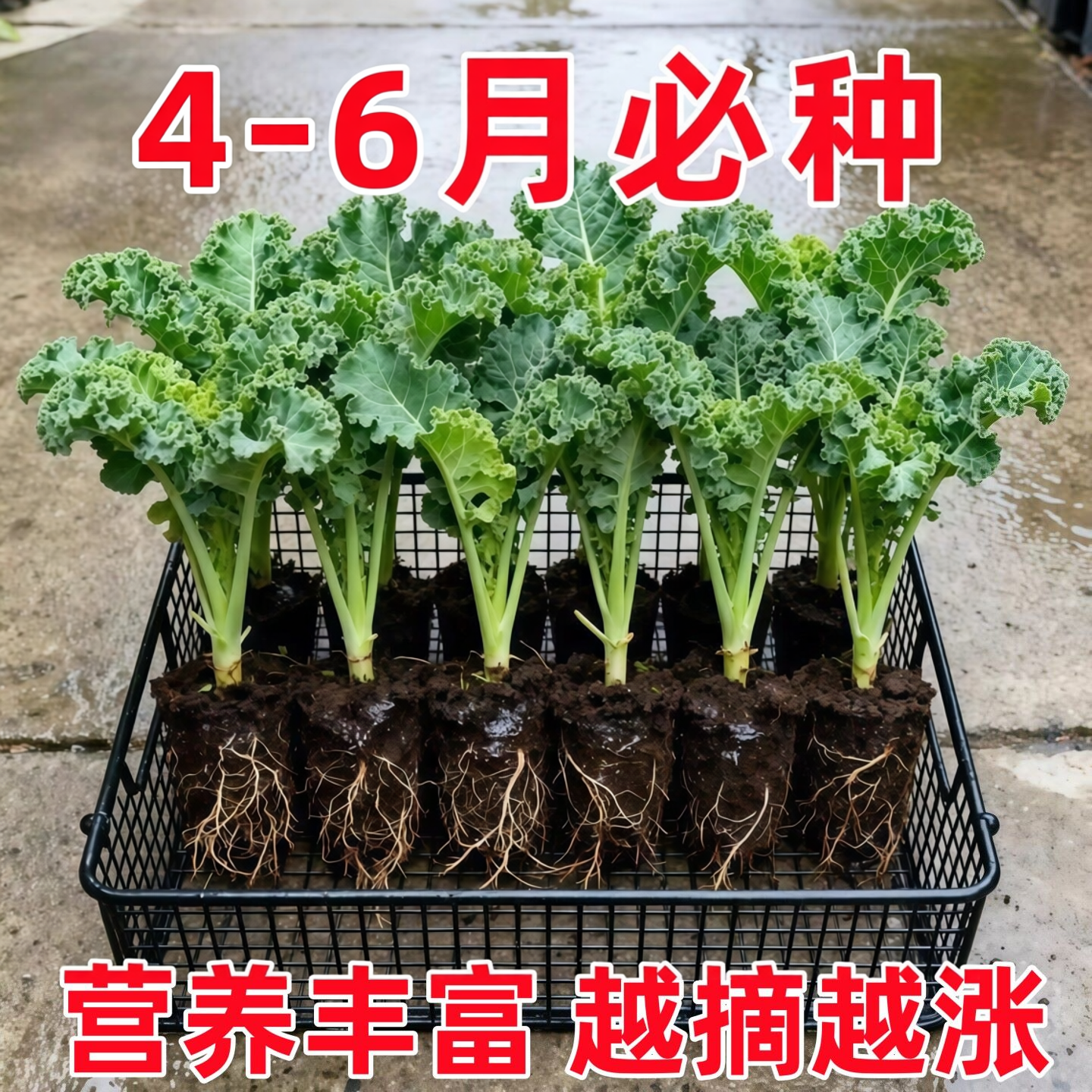 羽衣甘蓝苗食用水果新鲜蔬菜种子盆栽大苗四季有机秧苗家庭高产量