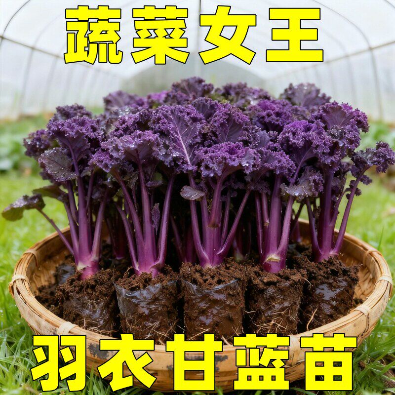 耐寒带土球羽衣甘蓝苗观赏食用