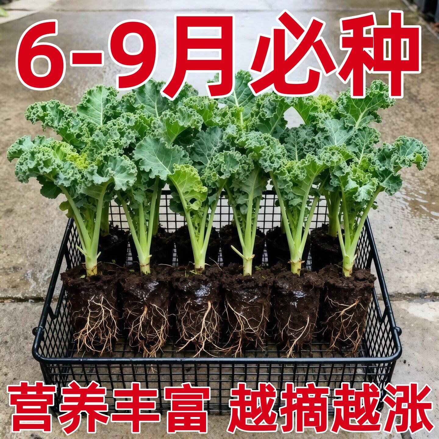 羽衣甘蓝苗食用水果新鲜蔬菜种子盆栽大苗四季有机秧苗家庭高产量