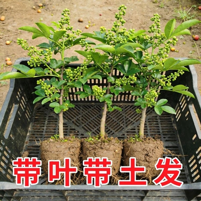 九叶青花椒苗当年结果盆栽地栽