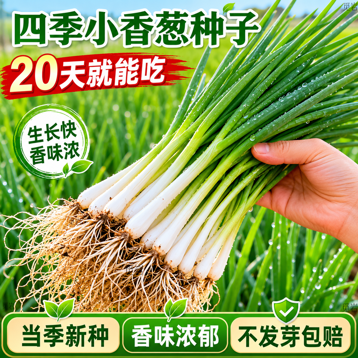 小香葱种子四季室内盆栽