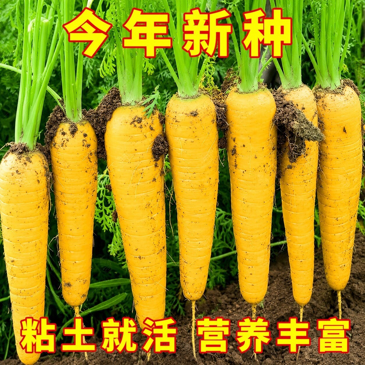 水果胡萝卜种子秋四季黄胡萝卜种籽新疆手抓饭配菜胡罗卜蔬菜种孑