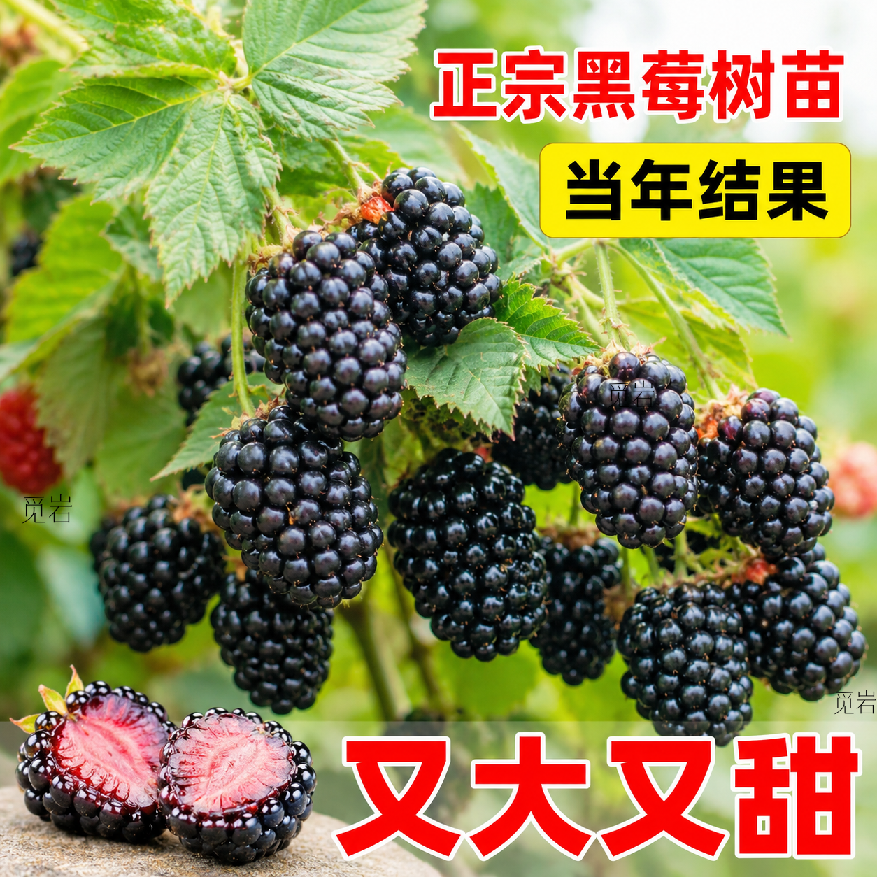 黑树莓无刺大果嫁接苗当年结果