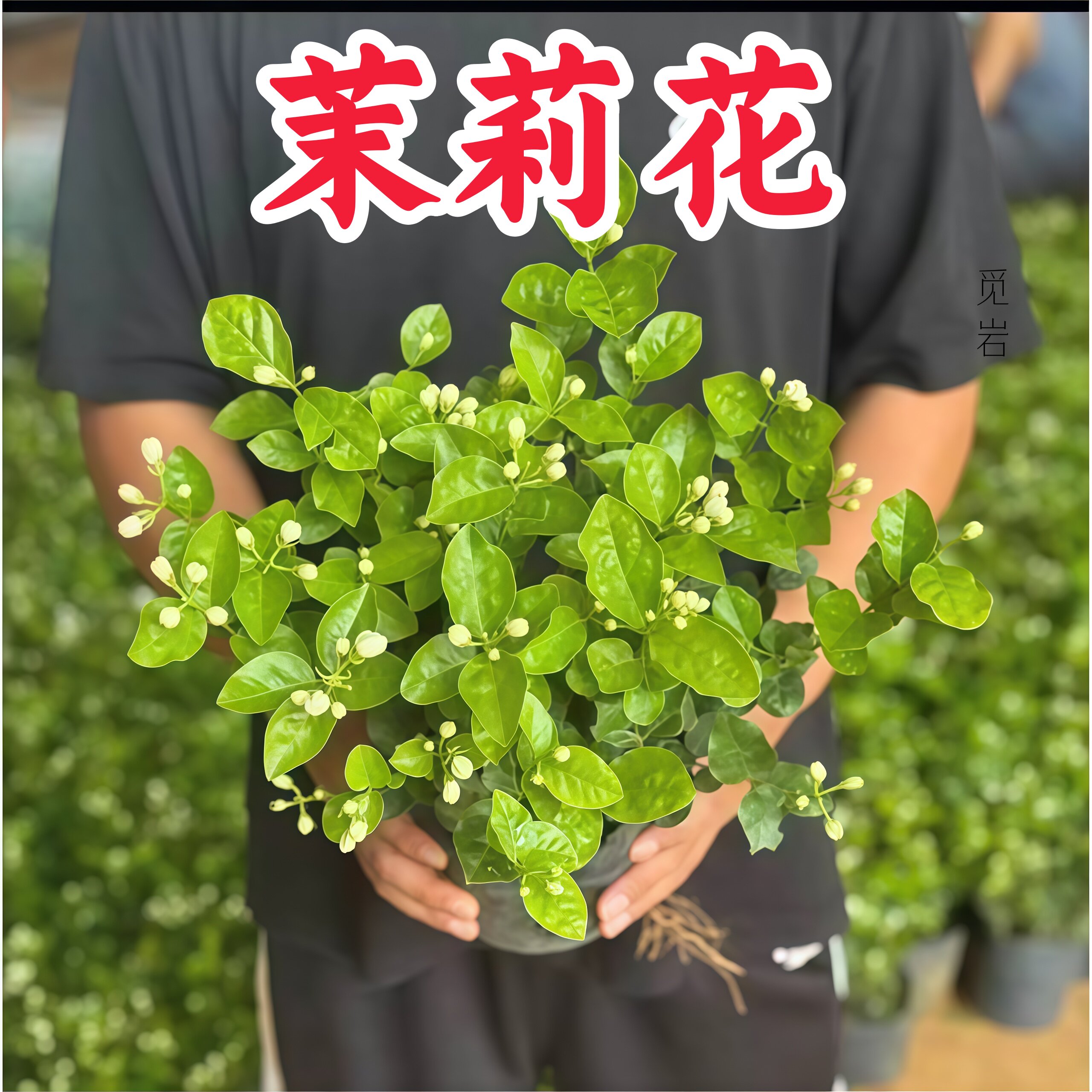 重瓣浓香带苞茉莉盆栽好养