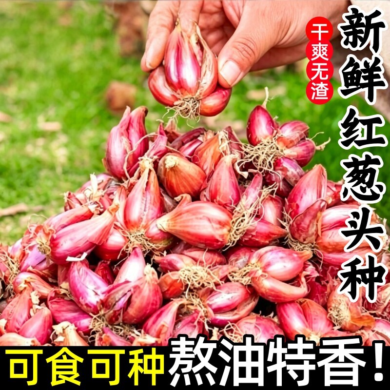 正宗新鲜红葱头火葱种子葱油香