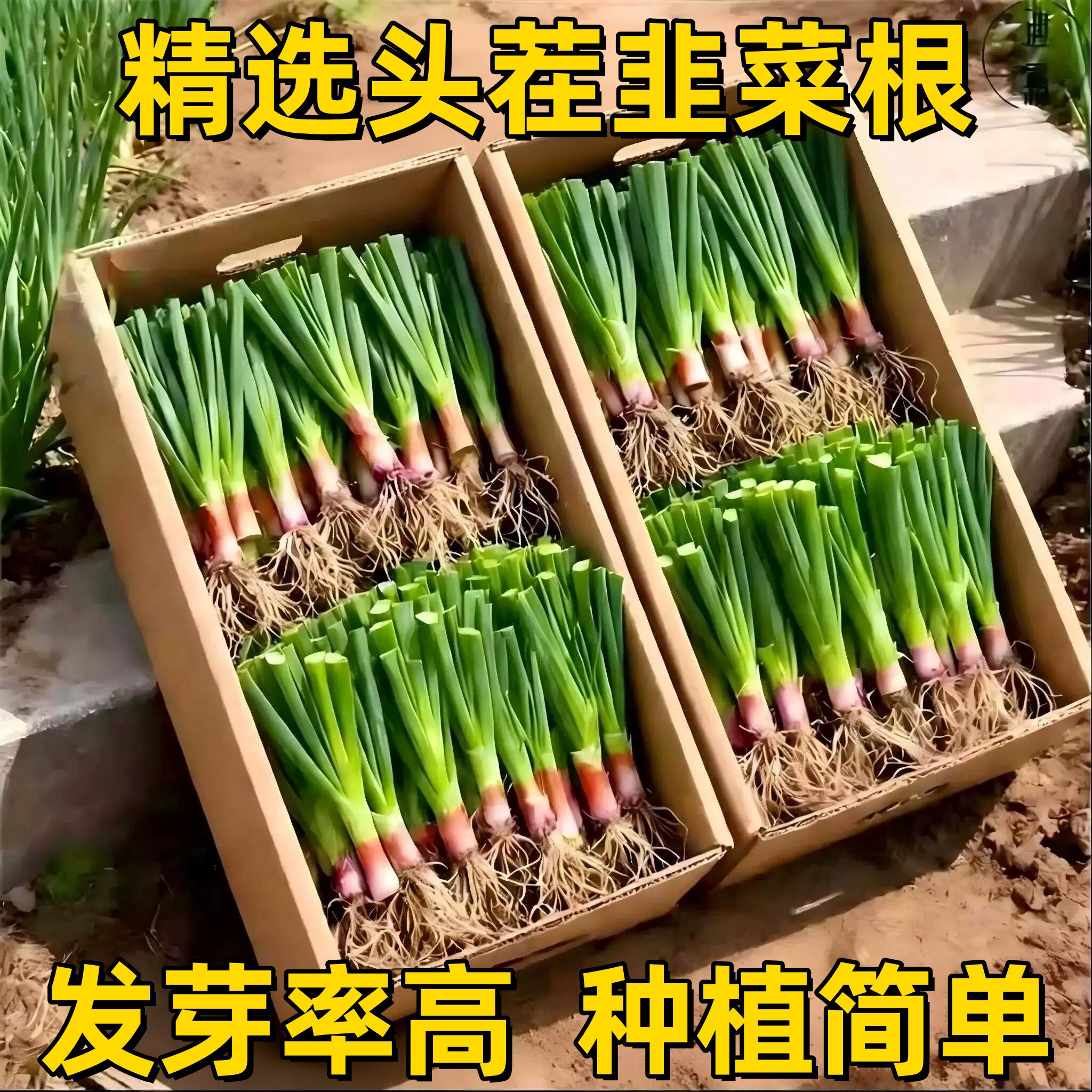 现挖紫根韭菜根四季盆栽易种植