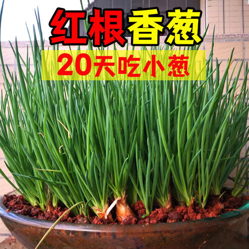 四季阳台盆栽香葱头可种植