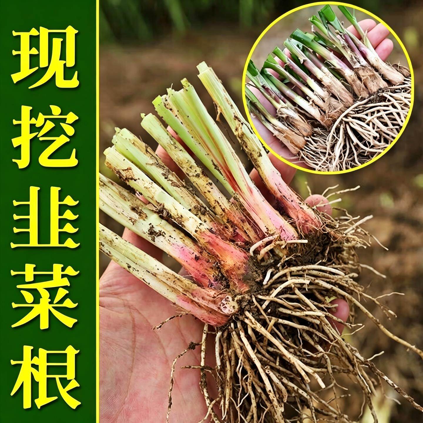 现挖紫根宽叶韭菜根苗阳台盆栽