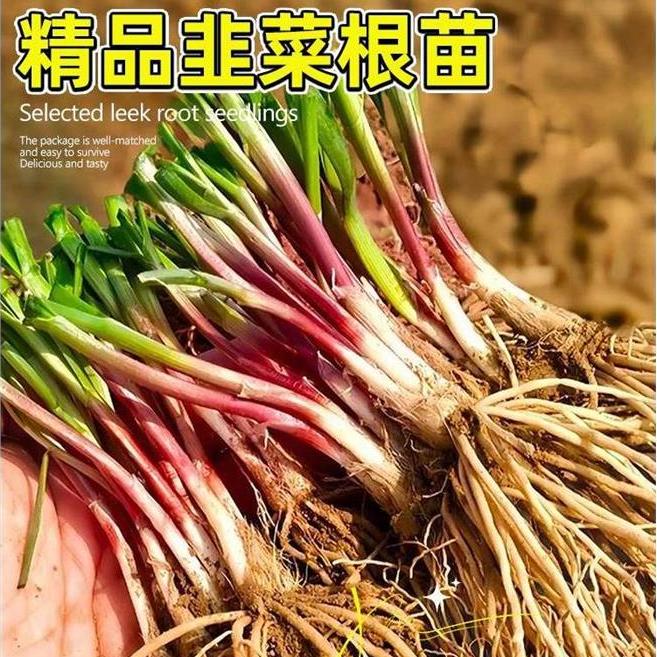 寿光大宽叶紫根韭菜根苗带土