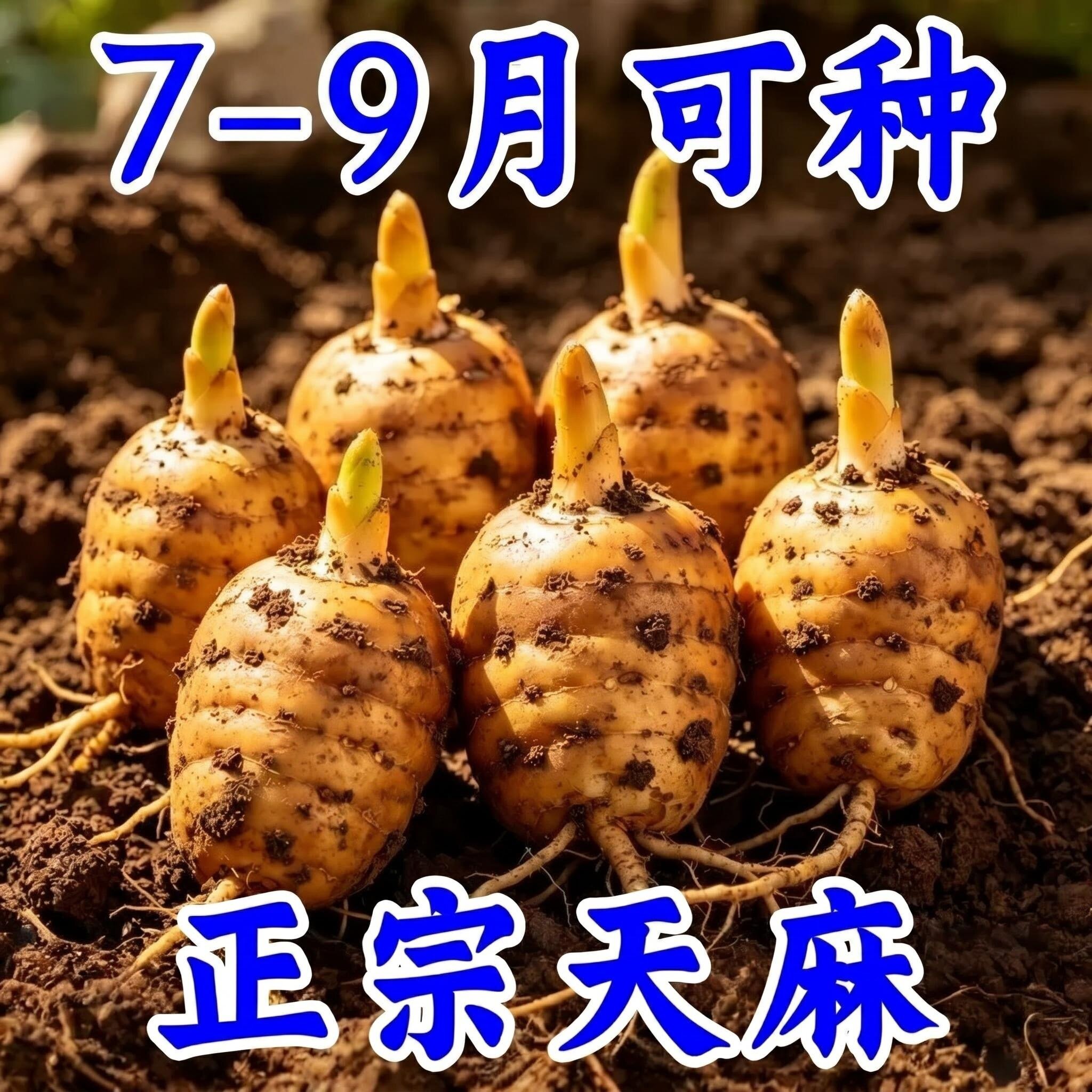 天麻种植苗种子正宗高产天麻种球0代种新鲜现挖高产室内室外阳台