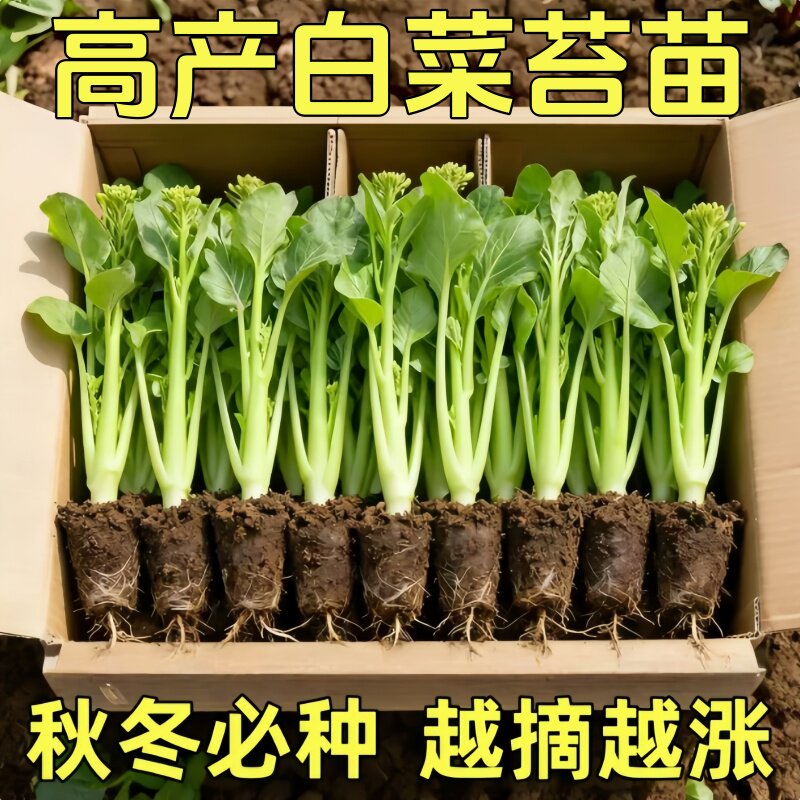四季白菜苔秧苗脆甜爽口苔粗无渣菜心农家小院可种植带土蔬菜秧苗