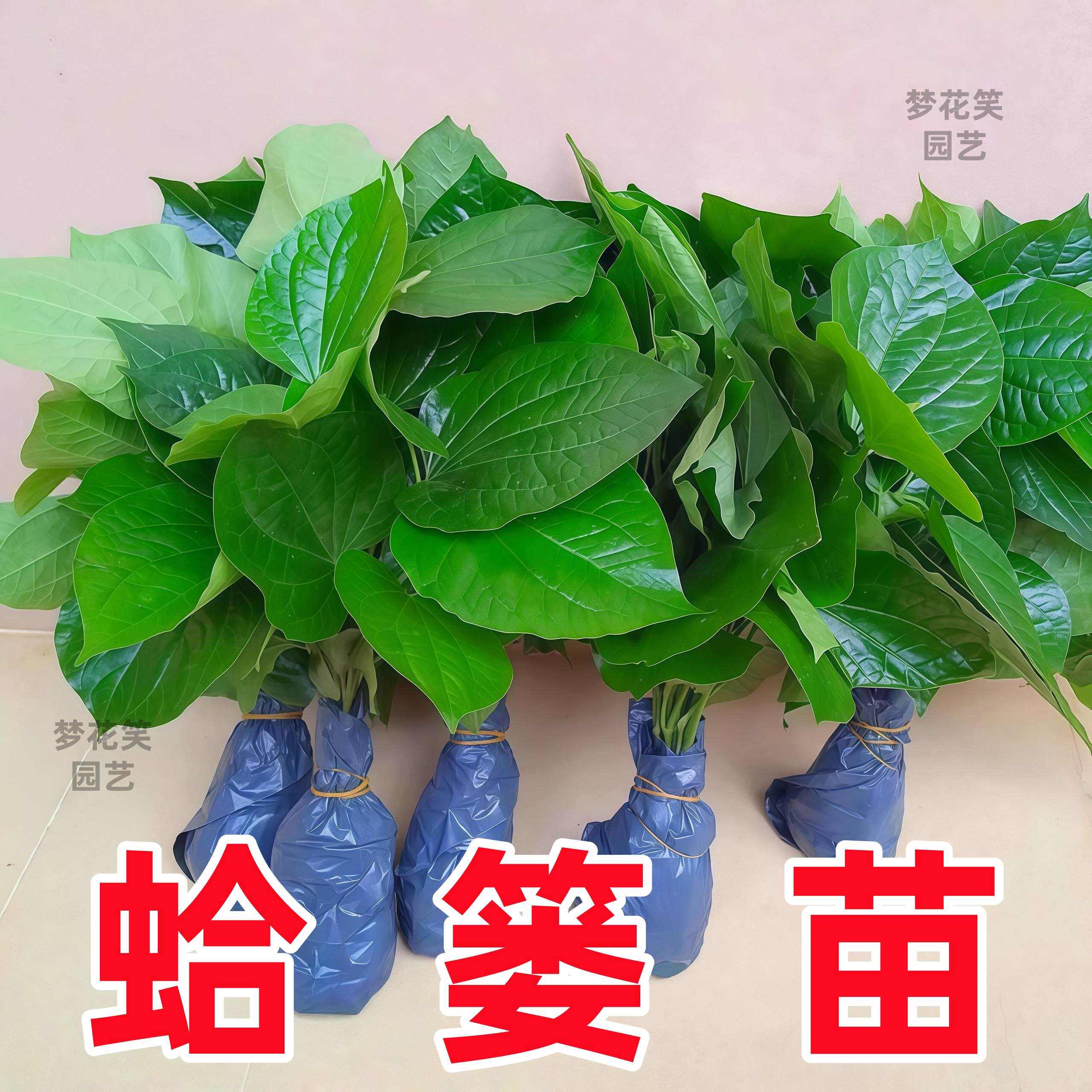新鲜蛤蒌苗 蛤蒌叶 假蒌叶苗 现挖假蒟菜 现摘急捞叶假娄菜青蒌叶