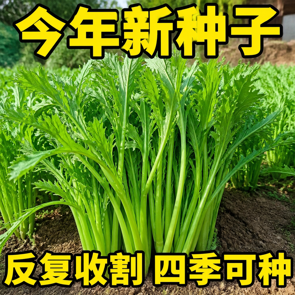 四季阳台盆栽耐热耐寒茼蒿种子