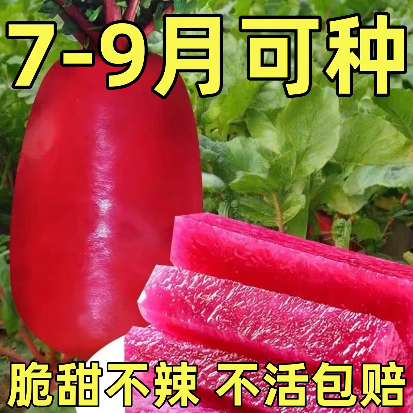 凤梨水果萝卜种子红心萝卜籽种沙窝樱桃萝卜生吃萝卜盆栽蔬菜种孑