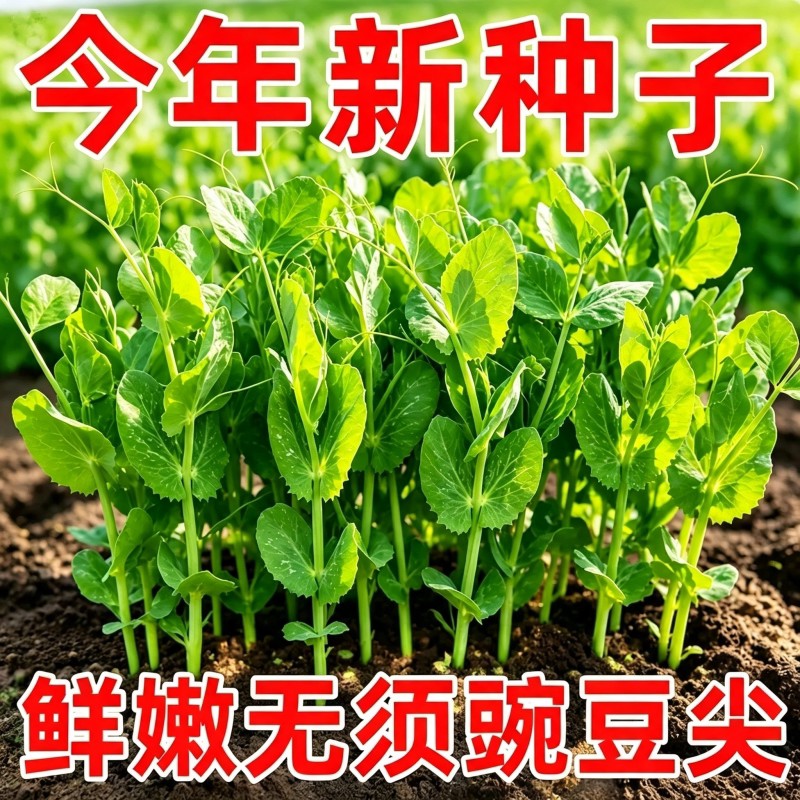 四川四季甜豌豆种子无须搭棚