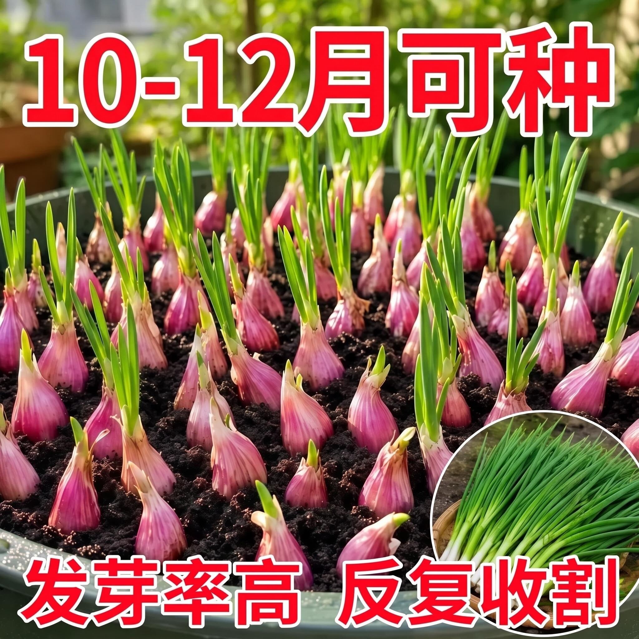 正宗新鲜葱头种苗广东农家自种