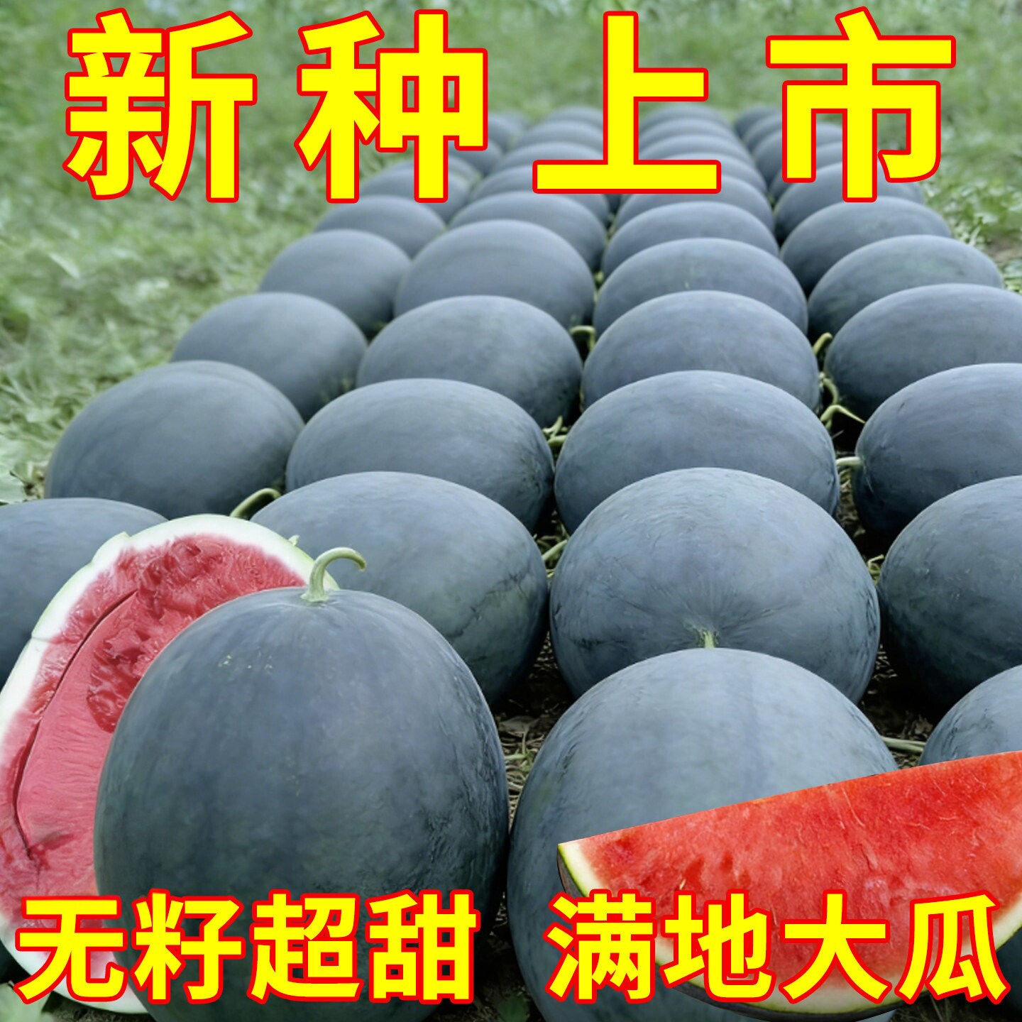 懒汉巨型黑龙无籽西瓜种子早熟
