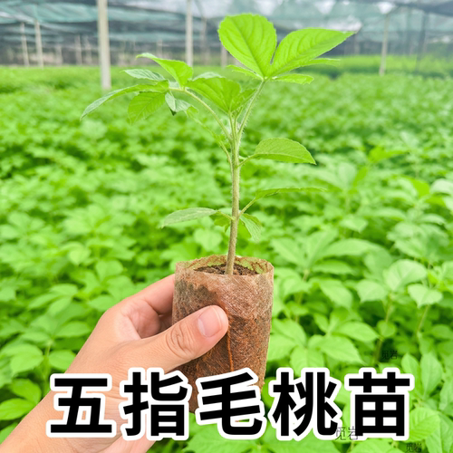 广西五指毛桃苗带土发货易成活