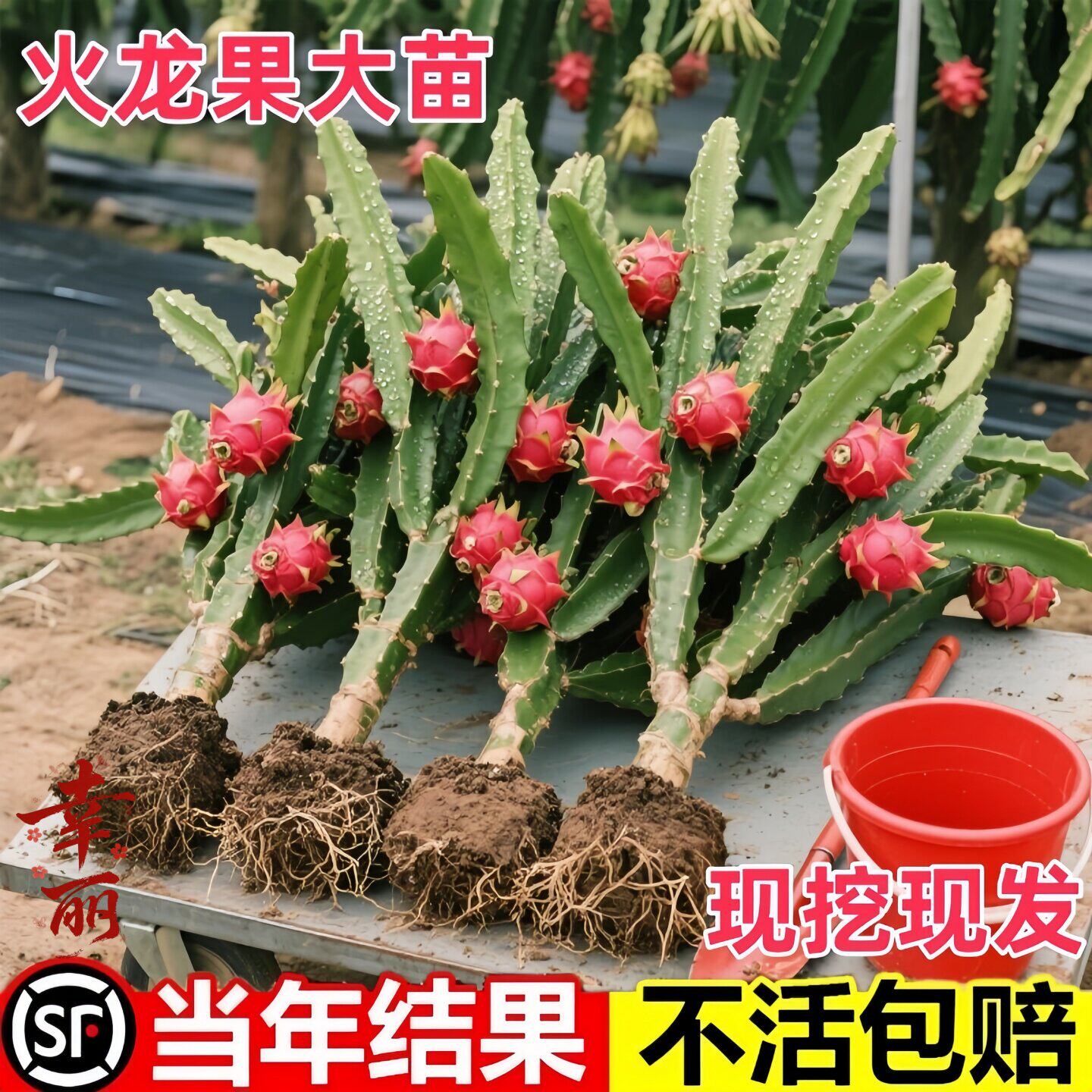 火龙果树果苗盆栽四季结果南北方种植白心黄金燕窝红心红肉火龙果