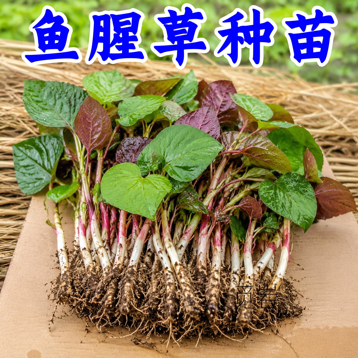 【折耳根鱼腥草苗】种苗盆栽