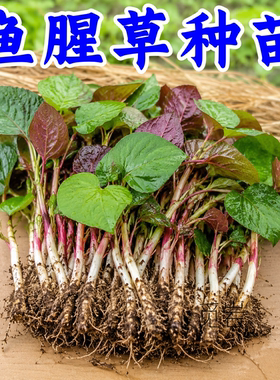 【折耳根鱼腥草苗】种苗盆栽
