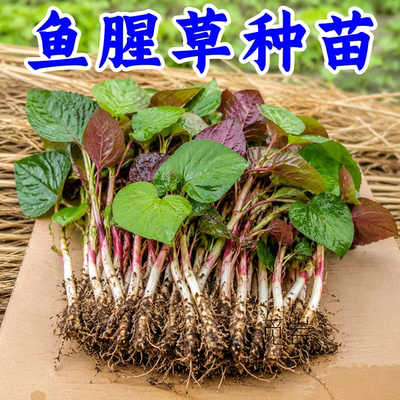 【折耳根鱼腥草苗】种苗盆栽