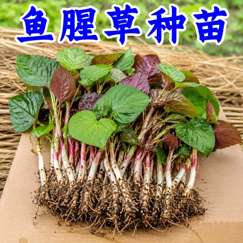 【折耳根鱼腥草苗】种苗盆栽