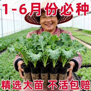 四季可食用绿羽衣甘蓝苗绿紫羽衣粉羽衣甘蓝秧苗秋冬季耐寒蔬菜苗