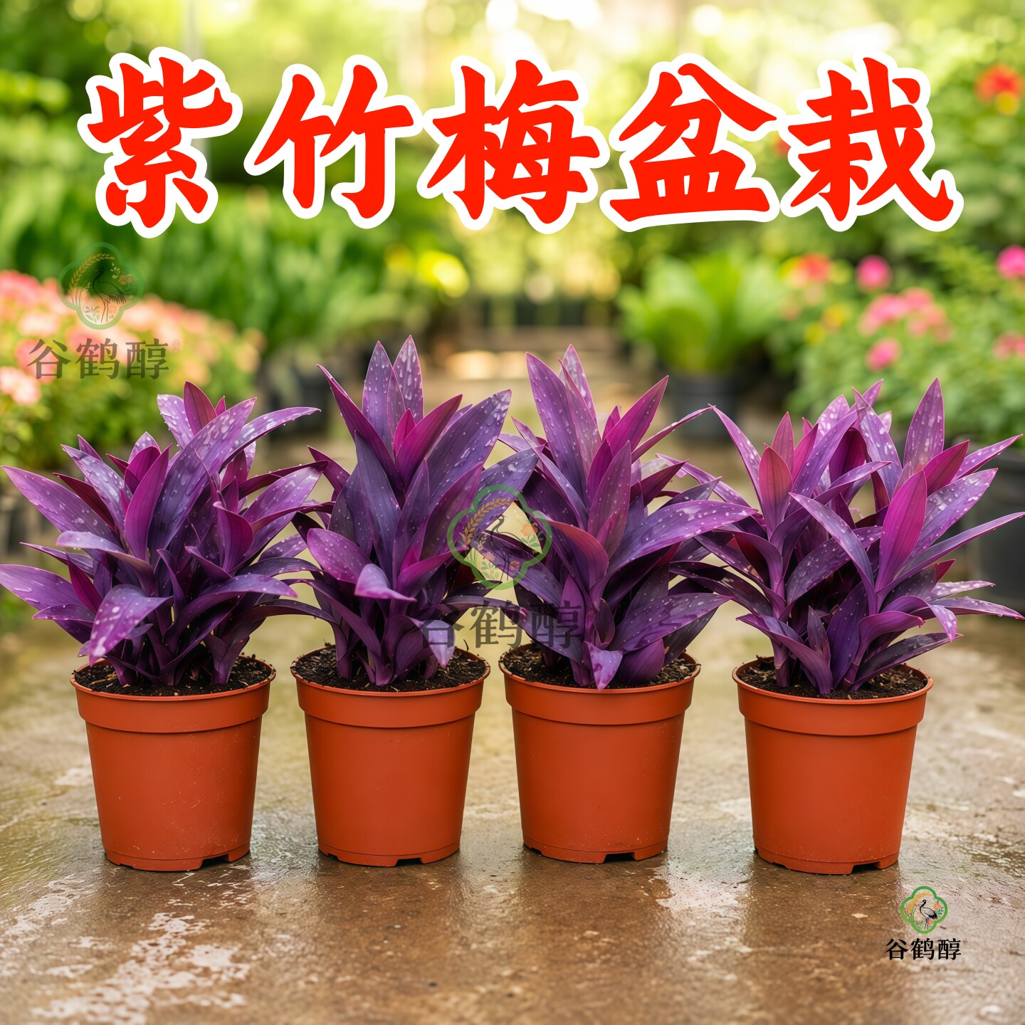 紫竹梅盆栽花苗室内庭院紫竹梅花卉植物好养花盆栽紫色吊兰紫竹梅