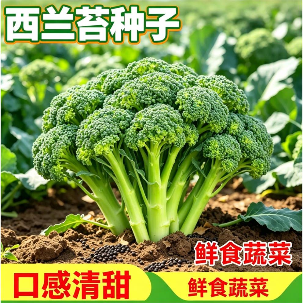四季阳台蔬菜秧苗种子大全