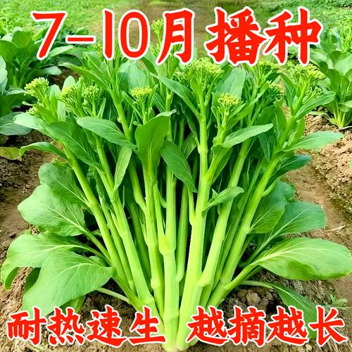 奶油白菜苔菜心种子四季速生耐寒