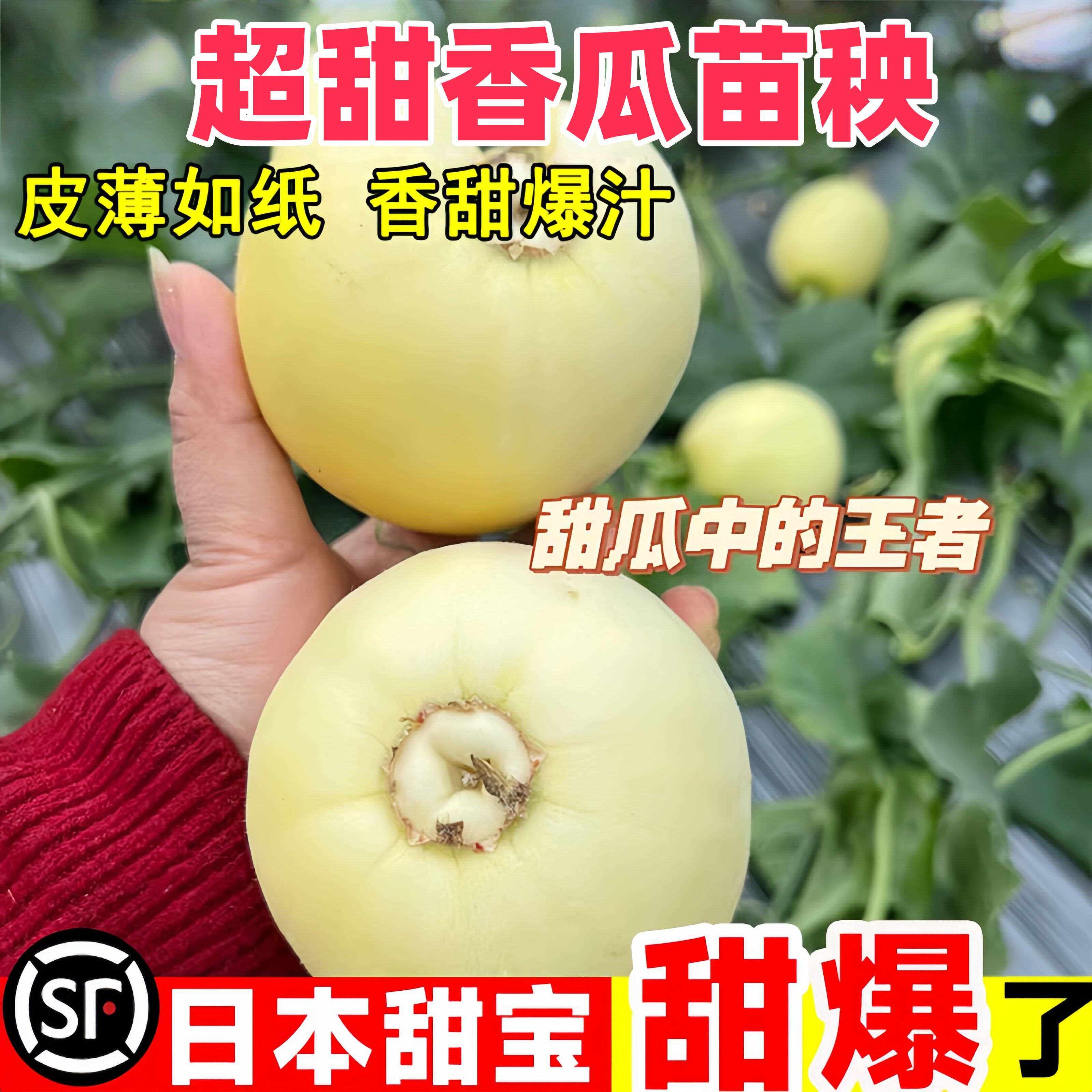 日本甜宝甜瓜苗秧绿宝石甜瓜子香瓜西瓜苗带土苗南方种植盆栽阳台
