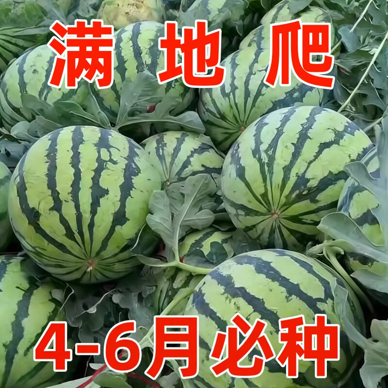 早佳8424麒麟西瓜早熟薄皮超甜冰糖麒麟瓜新鲜水果少籽易活西瓜