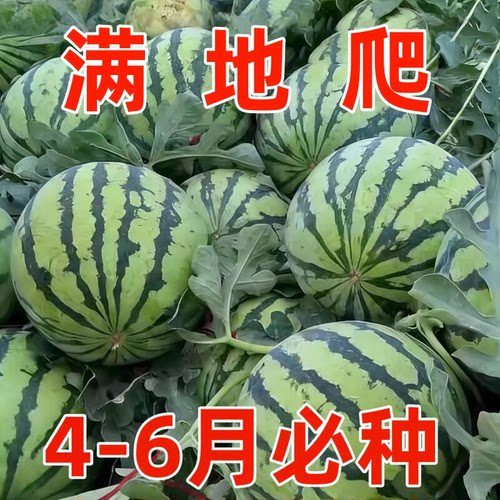 早佳8424麒麟西瓜早熟薄皮甜少籽