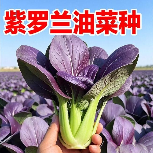 紫罗兰油菜小青菜种子阳台盆栽