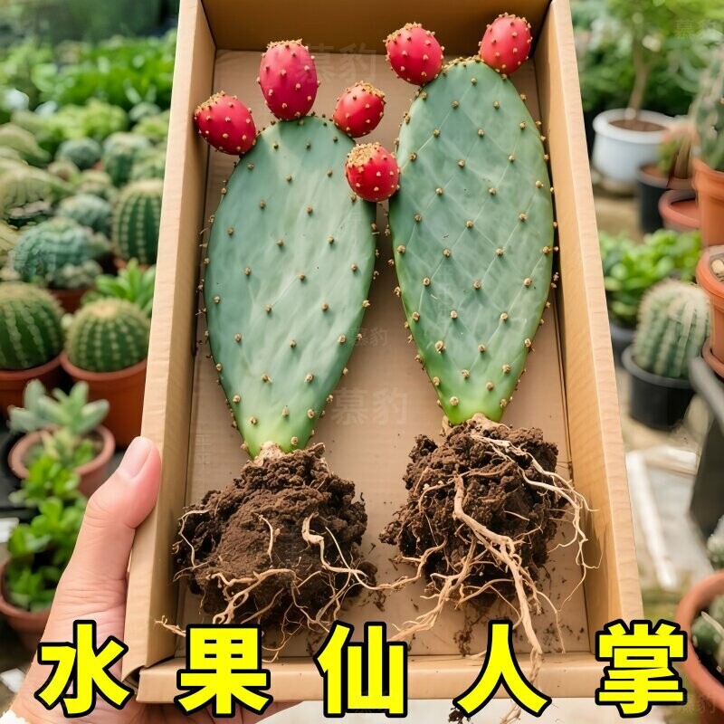 水果仙人掌当年结果食用型宝塔红果种植黄大刺米邦塔仙人掌火龙果