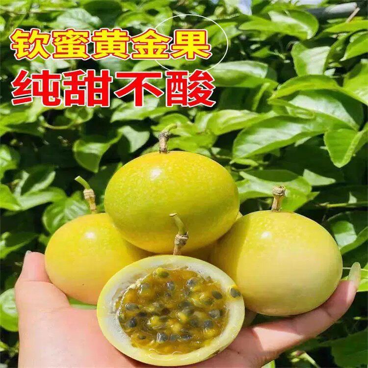正宗纯甜黄金百香果苗四季爬藤