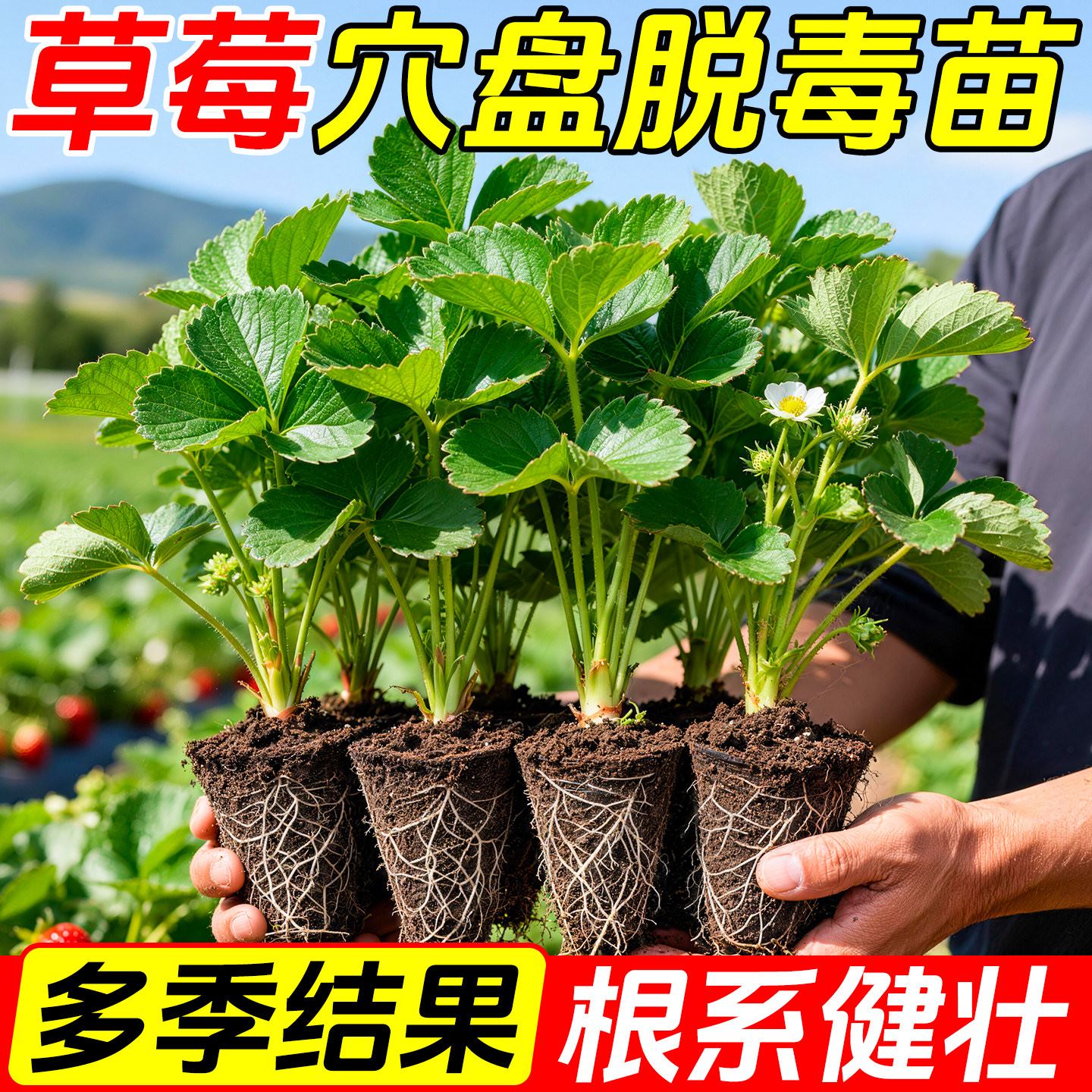 耐寒特大号奶油草莓苗带土盆栽