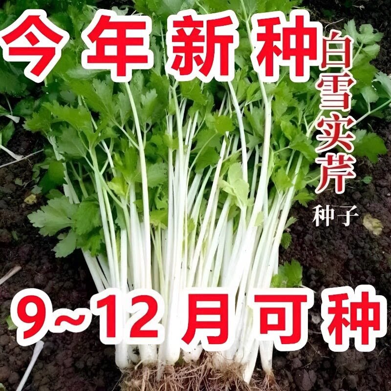 正宗白芹菜种子四季阳台盆栽