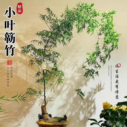 精品小叶勒竹簕盆栽生桩老桩室内门竹熟桩桌面庭院观音竹台懒人竹