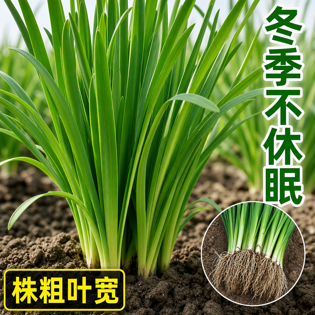 本地农家耐寒四季现挖韭菜根苗