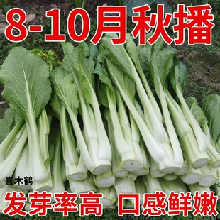 连州菜心种子四季广东迟菜心种籽农家阳台盆栽蔬菜清甜爽脆菜心