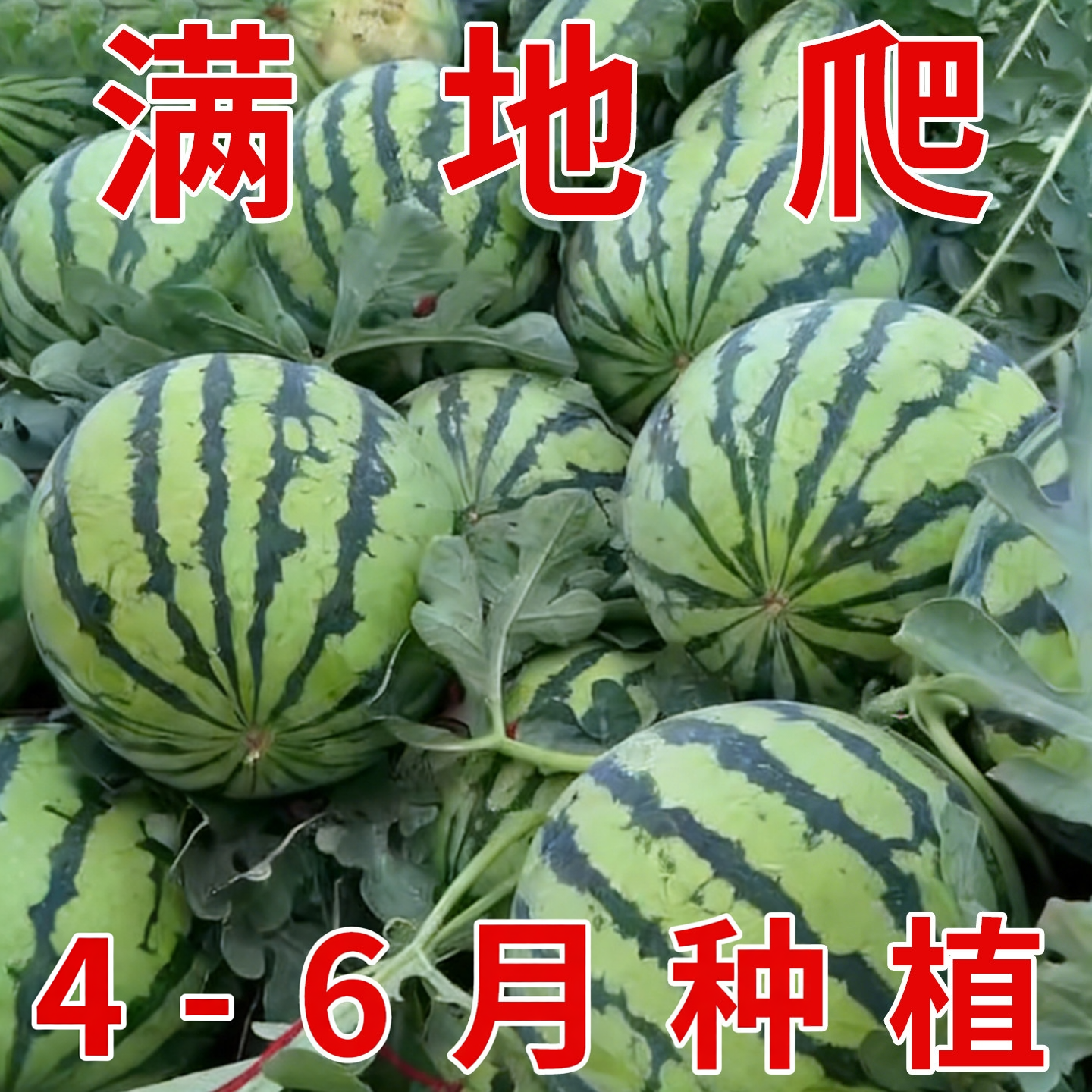 早佳8424麒麟西瓜早熟薄皮超甜冰糖麒麟瓜新鲜水果少籽易活西瓜