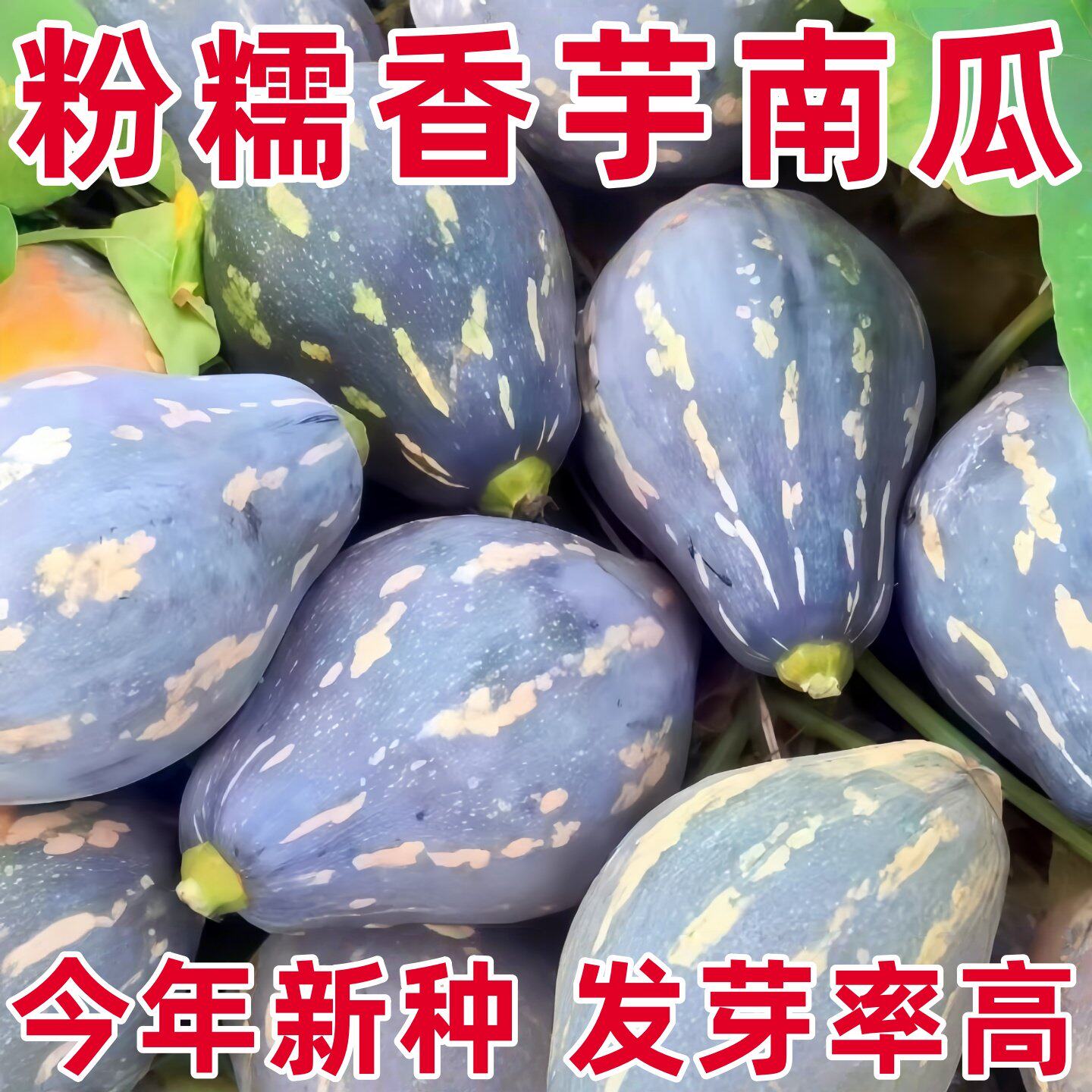 春秋播甜糯香芋南瓜种子