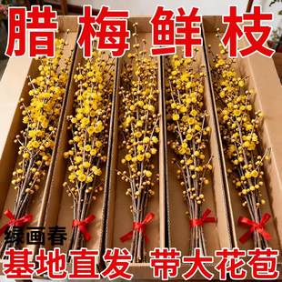 腊梅带花苞鲜切花卉客厅水养干枝蜡梅年宵花懒人水培植物花束鲜花