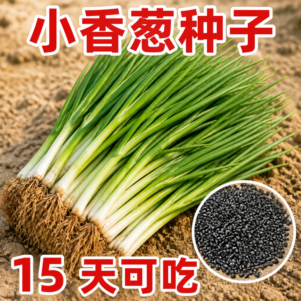 小香葱种子四季易种阳台盆栽