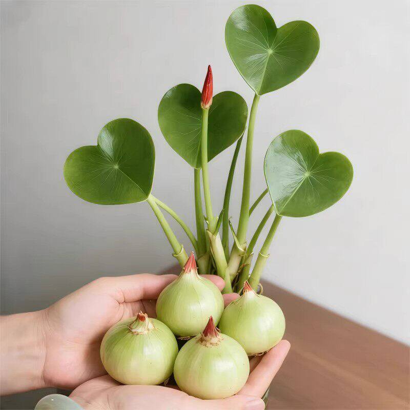 茨菇种球慈菇水培水生懒人室内四季植物燕尾鱼缸水草慈菇池塘净化