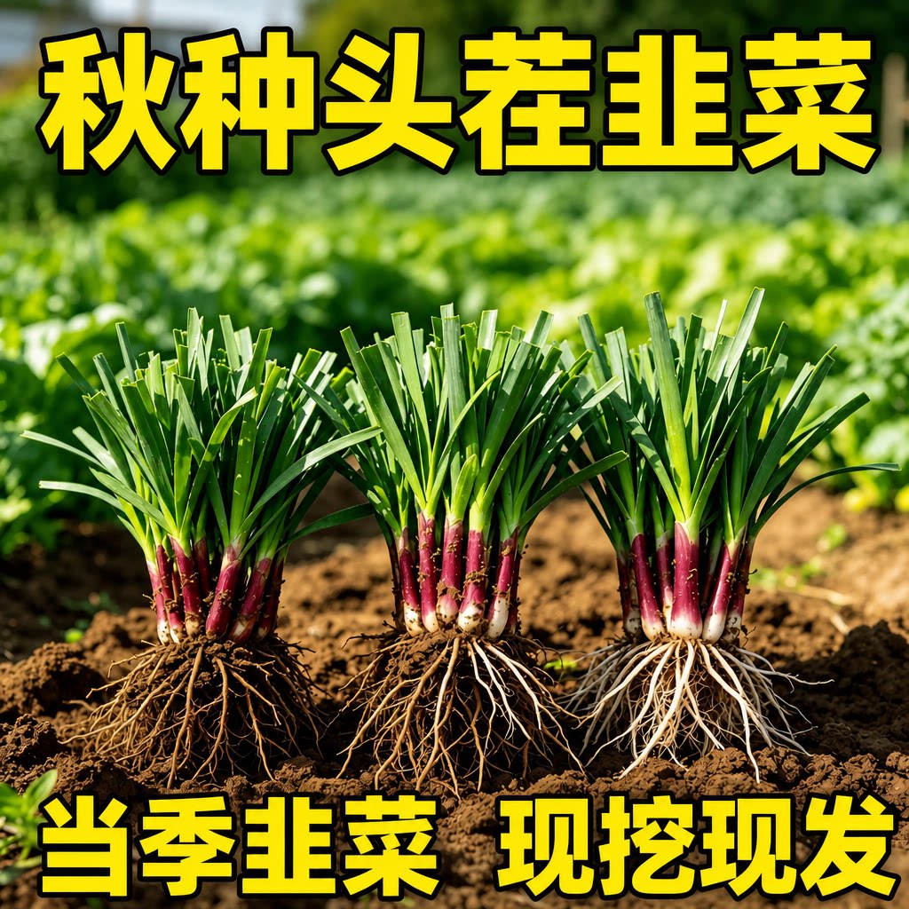 头茬正宗紫根韭菜根现挖香韭菜根大叶韭菜根白根韭菜根红根韭菜根