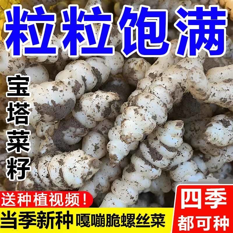 新鲜现挖螺丝菜宝塔菜地环地蚕种子地牯牛可种植腌制农家泡菜酱菜